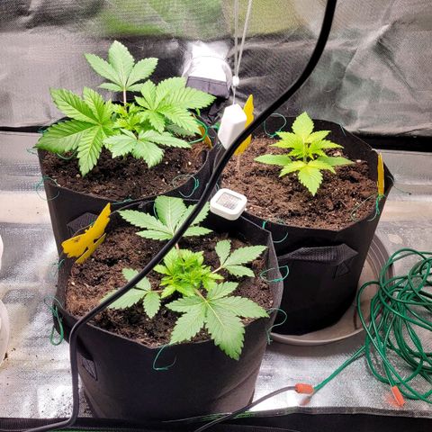 Special Queen #1 growlog timeline photo