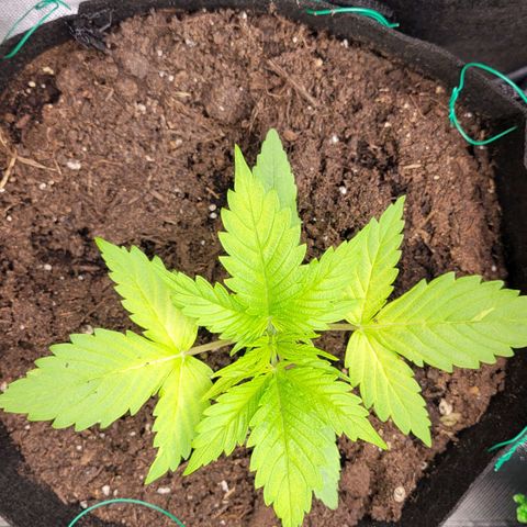 Gnomo Auto  growlog timeline photo