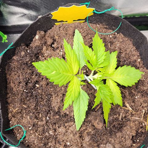 Gnomo Auto  growlog timeline photo