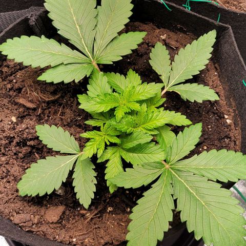 Special 1 # growlog timeline photo