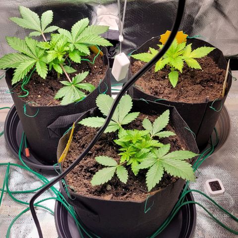 Special Queen #1 growlog timeline photo
