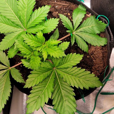 Special Queen #1 growlog timeline photo