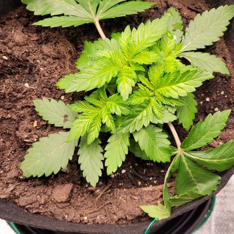 Special 1 # growlog timeline photo