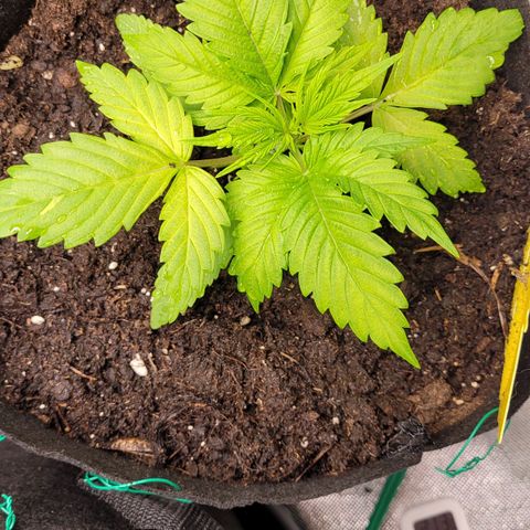 Gnomo Auto  growlog timeline photo