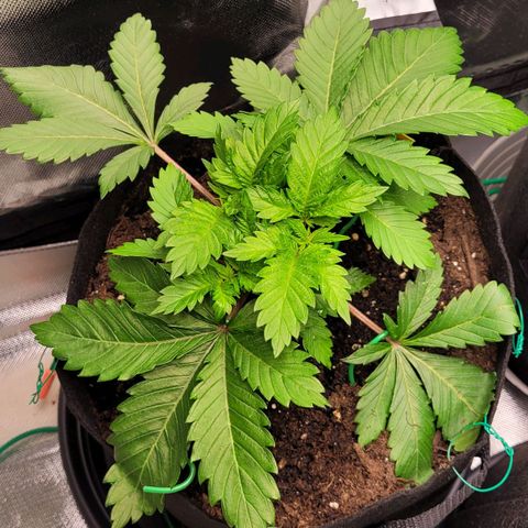 Special Queen #1 growlog timeline photo