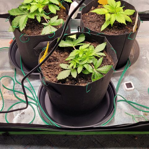 Special Queen #1 growlog timeline photo