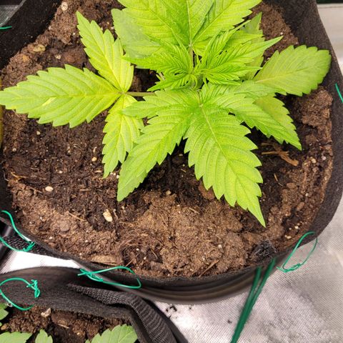 Gnomo Auto  growlog timeline photo