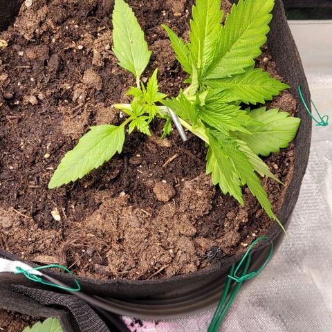 Gnomo Auto  growlog timeline photo
