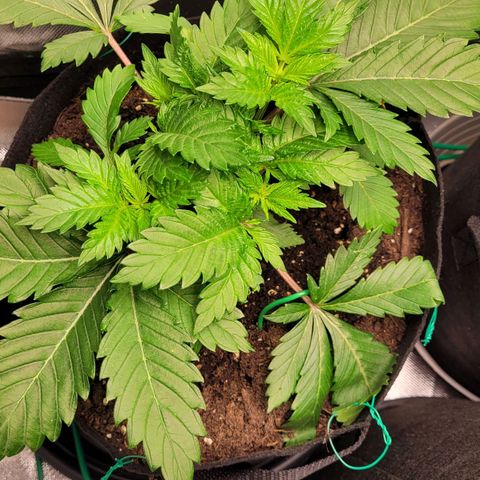 Special Queen #1 growlog timeline photo