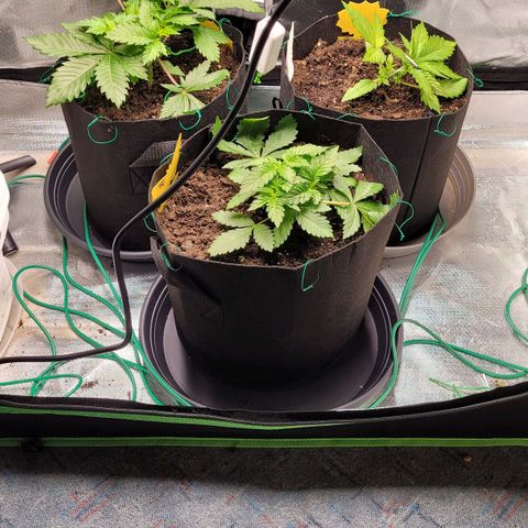 Special Queen #1 growlog timeline photo