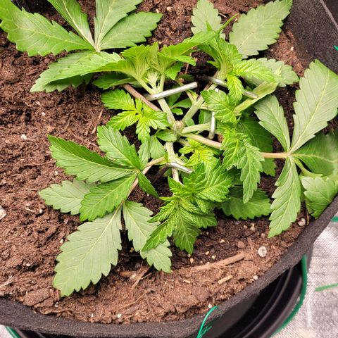 Special 1 # growlog timeline photo
