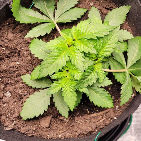 Special 1 # growlog timeline photo