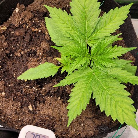 Gnomo Auto  growlog timeline photo