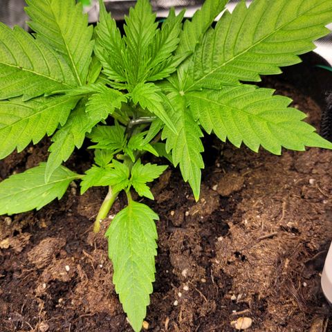 Gnomo Auto  growlog timeline photo