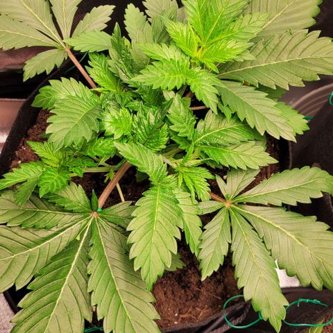Special Queen #1 growlog timeline photo