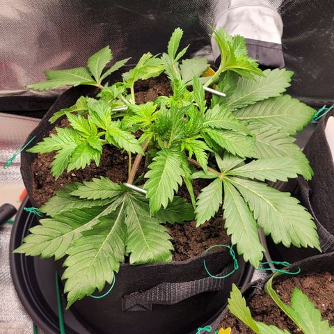 Special Queen #1 growlog timeline photo