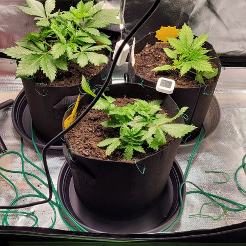 Special 1 # growlog timeline photo
