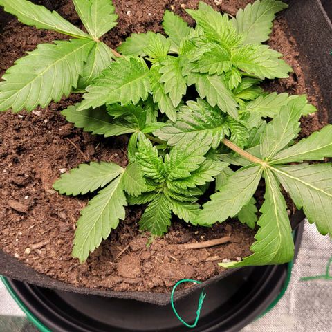 Special 1 # growlog timeline photo