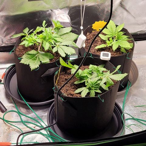 Special Queen #1 growlog timeline photo