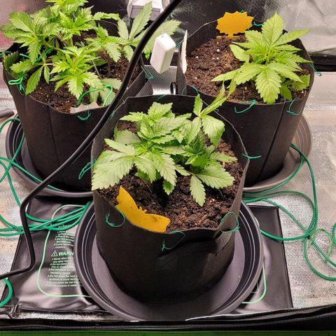 Gnomo Auto  growlog timeline photo