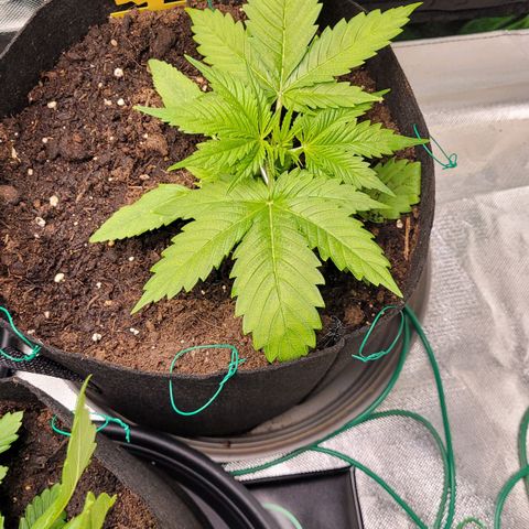 Gnomo Auto  growlog timeline photo