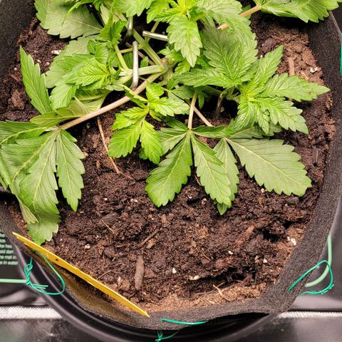 Special 1 # growlog timeline photo