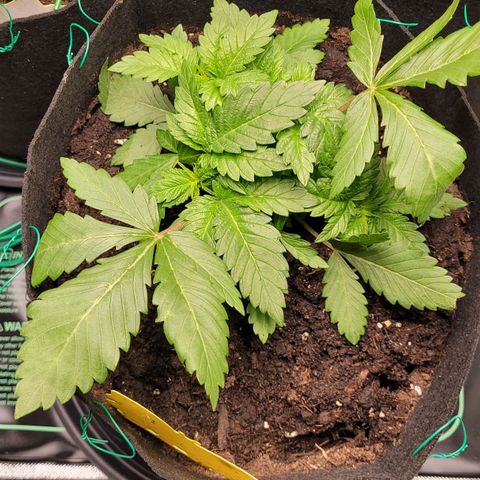 Special 1 # growlog timeline photo