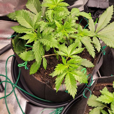 Special Queen #1 growlog timeline photo