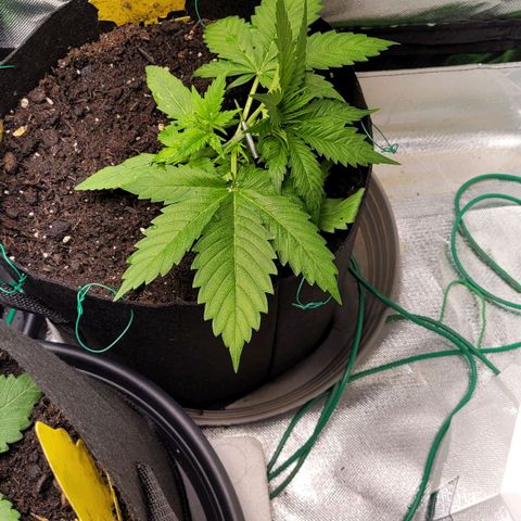 Gnomo Auto  growlog timeline photo