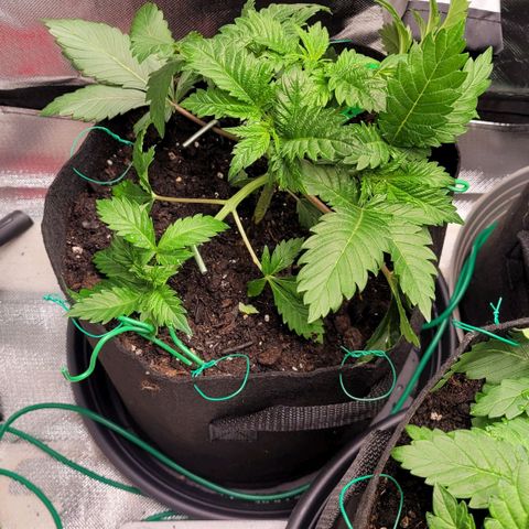 Special Queen #1 growlog timeline photo