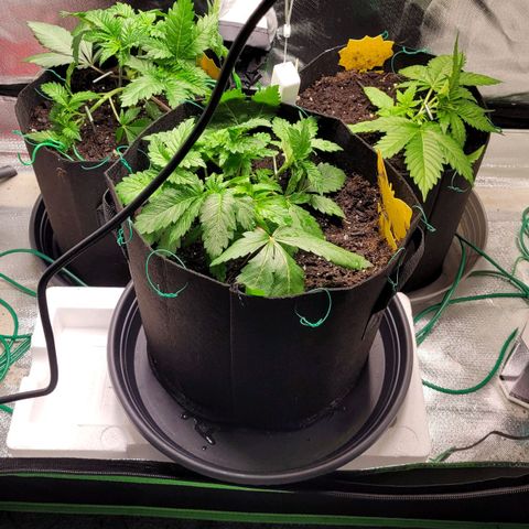 Special Queen #1 growlog timeline photo