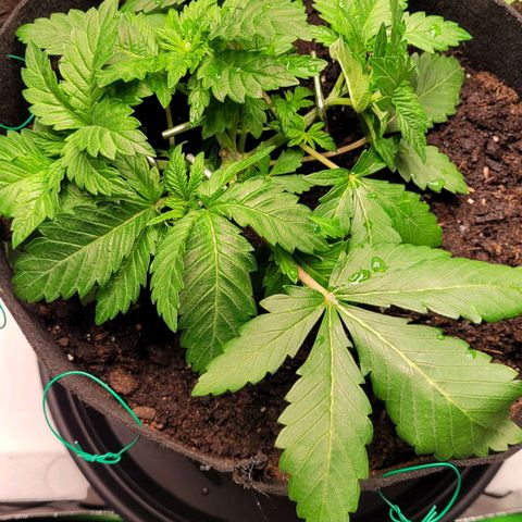 Special 1 # growlog timeline photo