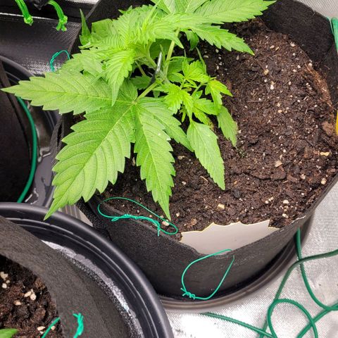 Gnomo Auto  growlog timeline photo