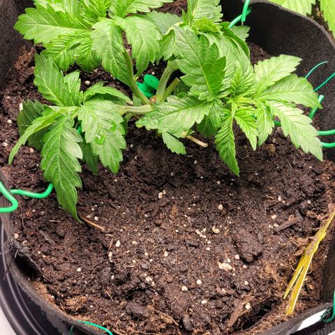 Special 1 # growlog timeline photo