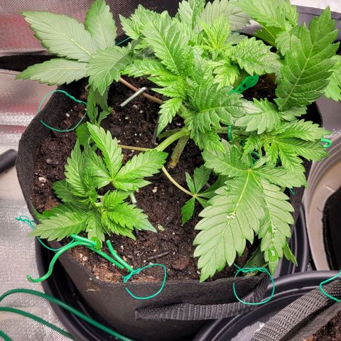 Special Queen #1 growlog timeline photo