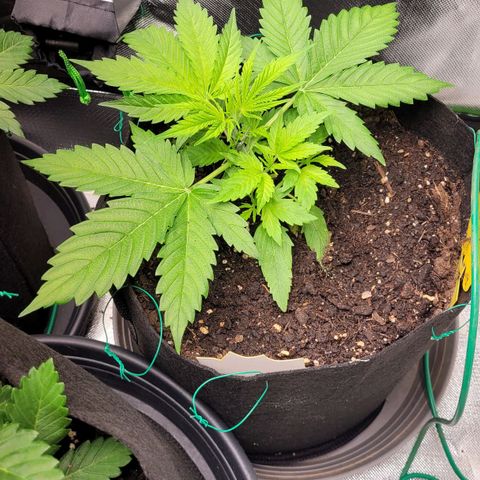 Gnomo Auto  growlog timeline photo