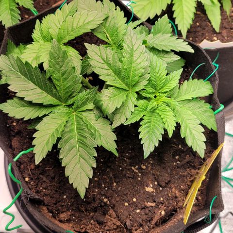 Special 1 # growlog timeline photo