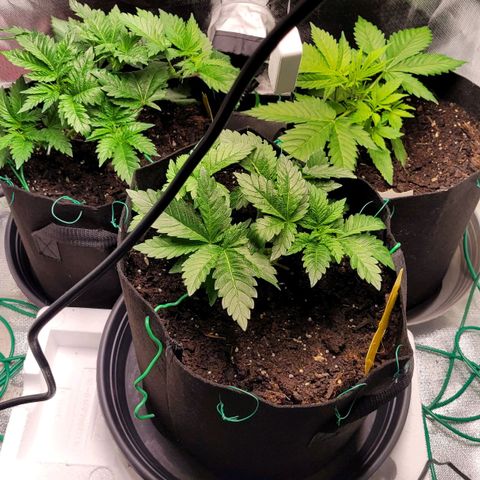 Special Queen #1 growlog timeline photo