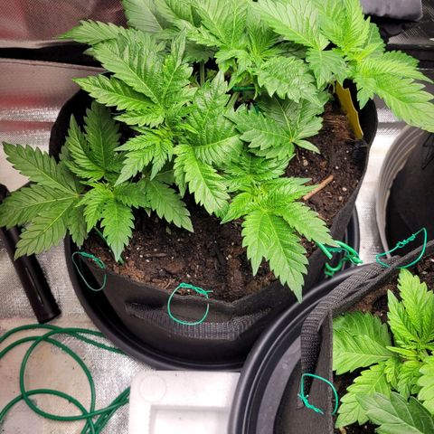 Special Queen #1 growlog timeline photo