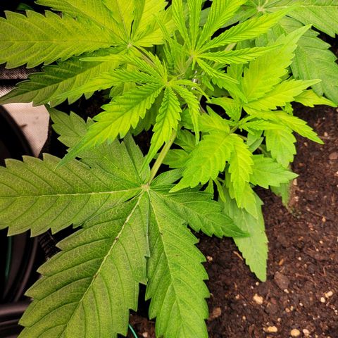 Gnomo Auto  growlog timeline photo