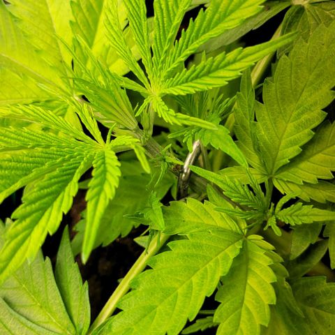 Gnomo Auto  growlog timeline photo