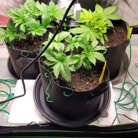 Special Queen #1 growlog timeline photo