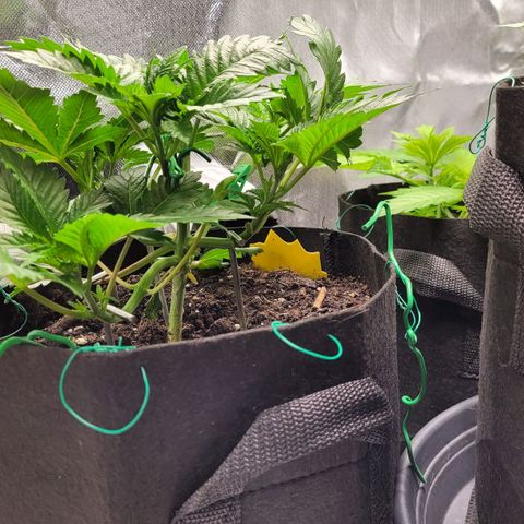 Special Queen #1 growlog timeline photo