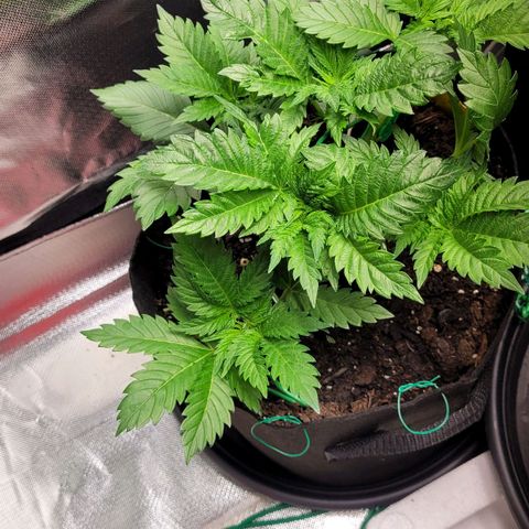 Special Queen #1 growlog timeline photo