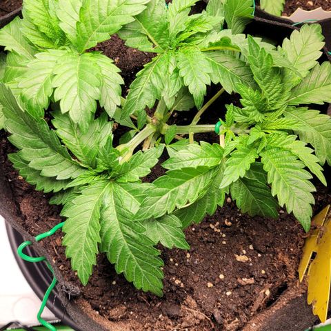 Special 1 # growlog timeline photo