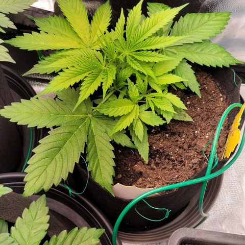 Gnomo Auto  growlog timeline photo