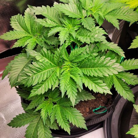 Special Queen #1 growlog timeline photo