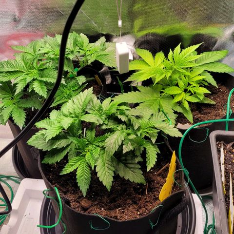 Special Queen #1 growlog timeline photo