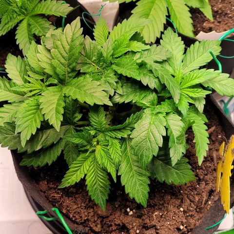 Special 1 # growlog timeline photo