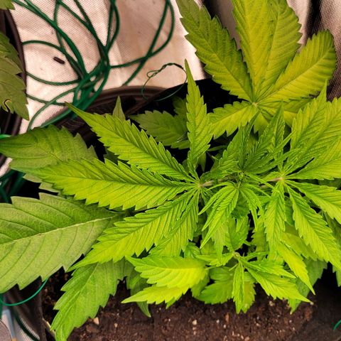 Gnomo Auto  growlog timeline photo